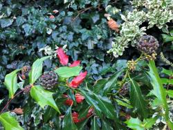 Ivy berries with Mahonia behind (already attracting Buff-tailed Bumblebee in mid-December!)