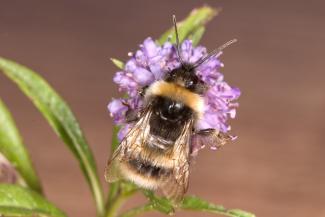 Broken-belted Bumblebee (Bombus soroeensis) - photo by Mike Edwards