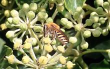 Ivy Bee during a late summer FIT Count